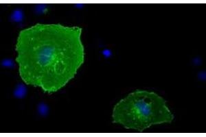 Anti-BTN1A1 mouse monoclonal antibody (ABIN2452840) immunofluorescent staining of COS7 cells transiently transfected by pCMV6-ENTRY BTN1A1 (RC223852). (BTN1A1 antibody)