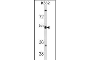 CXCR5 Antibody (N-term) (ABIN1881245 and ABIN2838854) western blot analysis in K562 cell line lysates (35 μg/lane). (CXCR5 antibody  (N-Term))