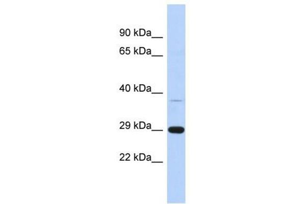 C1ORF74 antibody  (N-Term)