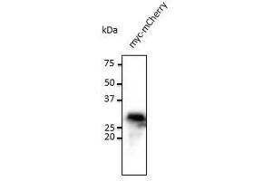 Anti-myc tag Ab at 1/1,000 dilution, 293 cells transfected with myc-mCherry (red fluorescent protein), rabbit polyclonal to goat lgG (HRP) at 1/10,000 dilution, (Myc Tag antibody  (AA 410-419))