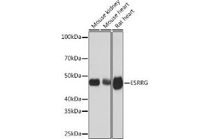 Western blot analysis of extracts of various cell lines, using ESRRG Rabbit mAb (ABIN7267012) at 1:1000 dilution. (ESRRG antibody)