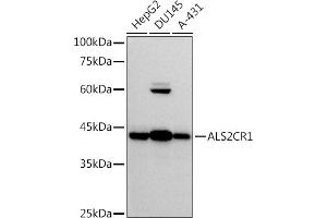 Western blot analysis of extracts of various cell lines, using (ABIN7268912) at 1:500 dilution. (NIF3L1 antibody)