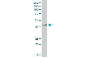 RBM9 MaxPab rabbit polyclonal antibody. (RBM9 antibody  (AA 1-380))