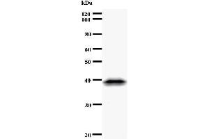 Western Blotting (WB) image for anti-CDC5 Cell Division Cycle 5-Like (S. Pombe) (CDC5L) antibody (ABIN933108) (CDC5L antibody)