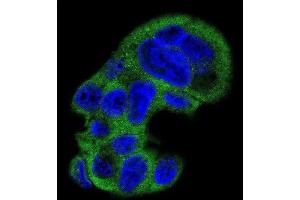 Immunofluorescence (IF) image for anti-Fibrinogen gamma Chain (FGG) antibody (ABIN3003142) (FGG antibody)