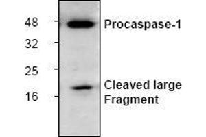 Image no. 1 for anti-Caspase 1 (CASP1) antibody (ABIN126963) (Caspase 1 antibody)