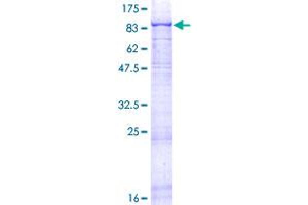 Laminin alpha 5 Protein (AA 1-670) (GST tag)