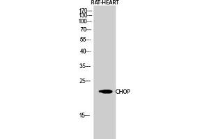 Western Blot analysis of RAT-HEART cells using CHOP Polyclonal Antibody diluted at 1:1000. (DDIT3 antibody  (AA 60-140))