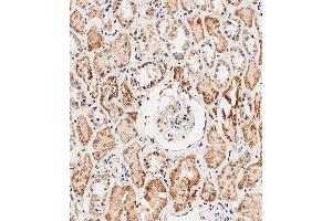 Immunohistochemical analysis of E on paraffin-embedded human kidney tissue was performed on the Leica®BOND RXm. (Prohibitin 2 antibody  (AA 225-255))