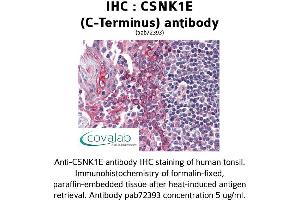 Image no. 1 for anti-Casein Kinase 1, epsilon (CSNK1E) (C-Term) antibody (ABIN1733339) (CK1 epsilon antibody  (C-Term))