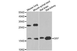 Gastrin-Releasing Peptide antibody  (AA 1-148)