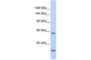 Western Blotting (WB) image for anti-Low Density Lipoprotein Receptor-Related Protein 1 (LRP1) antibody (ABIN2460070) (LRP1 antibody)