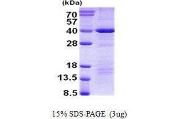 DEDD Protein