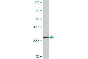 Western Blot detection against Immunogen (34. (Tetraspanin 2 antibody  (AA 112-187))