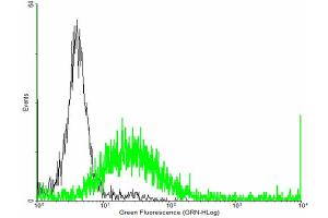 FACS analysis of negative control 293 cells (Black) and PTGDR expressing 293 cells (Green) using PTGDR purified MaxPab mouse polyclonal antibody. (PTGDR antibody  (AA 1-359))