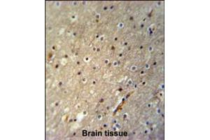 ACTL6B Antibody immunohistochemistry analysis in formalin fixed and paraffin embedded human brain tissue followed by peroxidase conjugation of the secondary antibody and DAB staining. (Actin-Like 6B antibody  (N-Term))