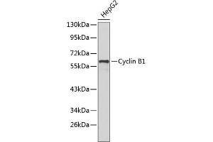 Western blot analysis of extracts of HepG2 cells, using Cyclin B1 antibody (ABIN1679460 and ABIN3015124). (Cyclin B1 antibody)