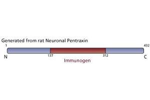 Image no. 3 for anti-Neuronal Pentraxin (AA 137-312) antibody (ABIN967925) (Neuronal Pentraxin (AA 137-312) antibody)