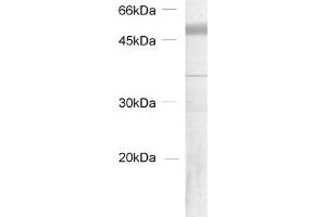 Western Blotting (WB) image for anti-Tubulin delta 2 (AA 443-449) antibody (ABIN1742551) (Tubulin delta 2 (AA 443-449) antibody)