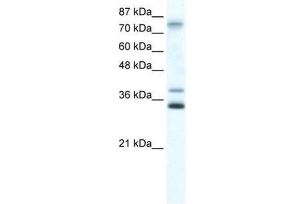 ZNF570 antibody  (N-Term)