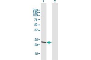 Western Blot analysis of HN1 expression in transfected 293T cell line by HN1 MaxPab polyclonal antibody. (HN1 antibody  (AA 1-154))