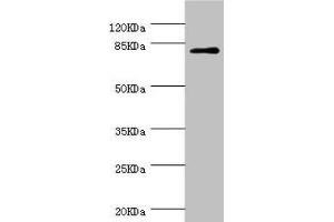 Western blot All lanes: DPP3 antibody at 1. (DPP3 antibody  (AA 1-280))