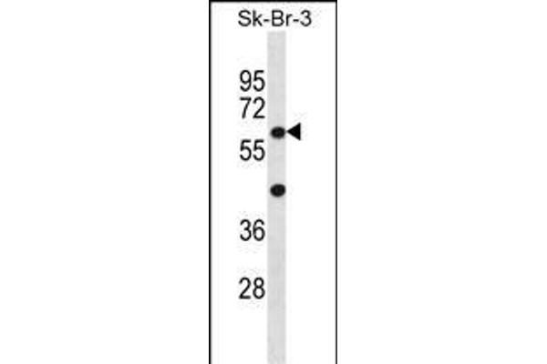 STXBP3 antibody  (AA 145-171)