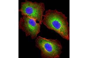 Immunofluorescent analysis of 4% paraformaldehyde-fixed, 0. (Fetuin A antibody  (C-Term))