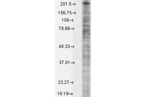 Western Blot analysis of Monkey COS transient cell lysate showing detection of Nav1. (Nav1.8 antibody  (AA 1724-1956) (Atto 594))