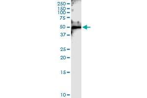 Immunoprecipitation of NEUROD1 transfected lysate using anti-NEUROD1 MaxPab rabbit polyclonal antibody and Protein A Magnetic Bead , and immunoblotted with NEUROD1 MaxPab mouse polyclonal antibody (B01) . (NEUROD1 antibody  (AA 1-356))