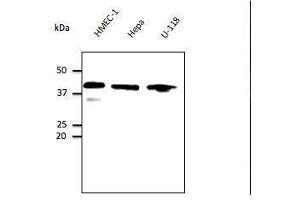 Anti. (GAPDH antibody  (C-Term))