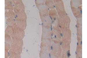 Used in DAB staining on fromalin fixed paraffin- embedded skeletal muscle tissue (Klotho beta antibody  (AA 846-965))