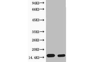 Western blot analysis of extracts from Hela cells, untreated (-) or treated, 1:5000. (HIST1H4A antibody  (pSer1))