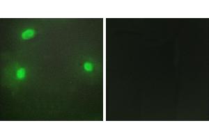 Peptide - +Immunofluorescence analysis of HeLa cells, using FEN1 antibody. (FEN1 antibody)