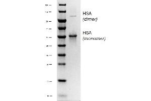 SDS-PAGE (SDS) image for Human Serum Albumin (HSA) protein (ABIN7539880) (HSA Protein)