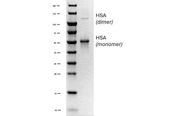 HSA Protein