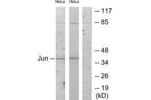 Western blot analysis of extracts from HeLa cells, using c-Jun (Ab-243) antibody. (C-JUN antibody  (Ser243))
