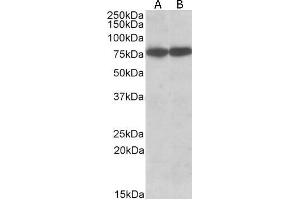 ABIN5868065 (0. (Hsc70 antibody)