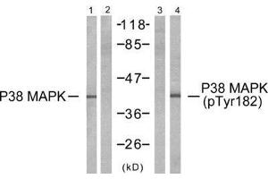 Western Blotting (WB) image for anti-Mitogen-Activated Protein Kinase 14 (MAPK14) (Tyr182) antibody (ABIN1848142) (MAPK14 antibody  (Tyr182))