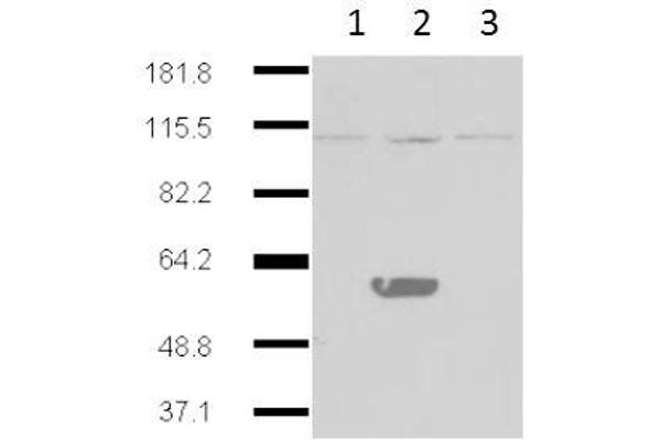 IDO2 antibody