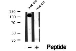 Western blot analysis of extracts of HEK-293 cells, using alpha Adaptin antibody. (alpha Adaptin antibody  (Internal Region))