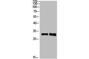 Western Blot analysis of 1,mouse-brain 2,mouse-spleen cells using primary antibody diluted at 1:1000(4 °C overnight). (KCTD7 antibody  (AA 181-230))