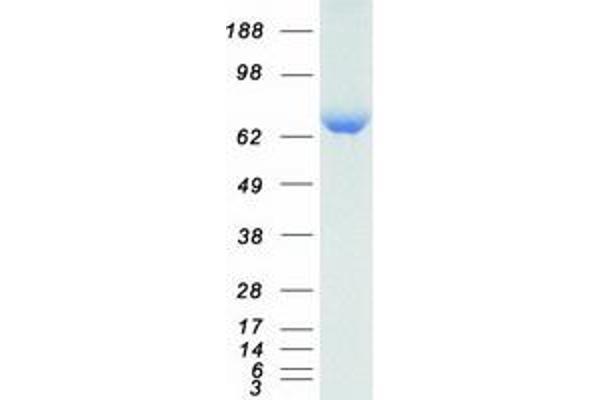 GBE1 Protein (Myc-DYKDDDDK Tag)