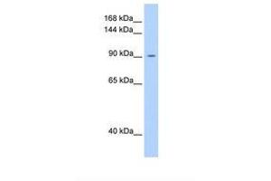 Image no. 1 for anti-Oncostatin M Receptor (OSMR) (AA 21-70) antibody (ABIN6738246) (Oncostatin M Receptor antibody  (AA 21-70))