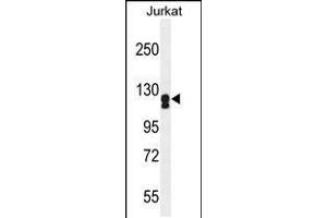 Western blot analysis in Jurkat cell line lysates (35ug/lane). (ADCY2 antibody  (AA 451-481))