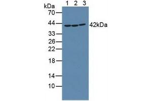 Figure. (RIPK2 antibody  (AA 432-540))