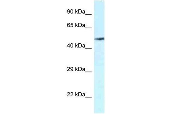 VNN2 antibody  (C-Term)