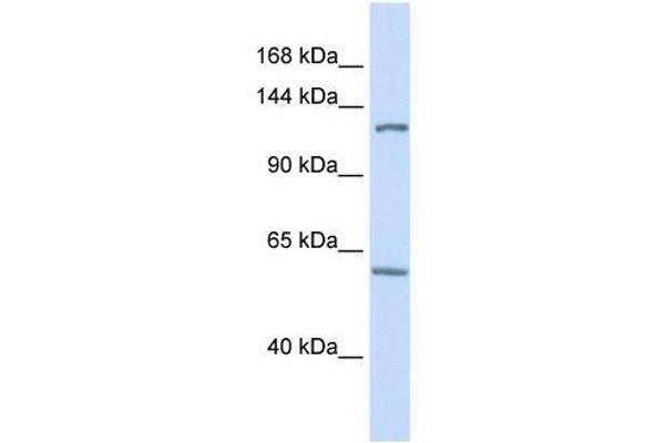 PHF12 antibody  (C-Term)