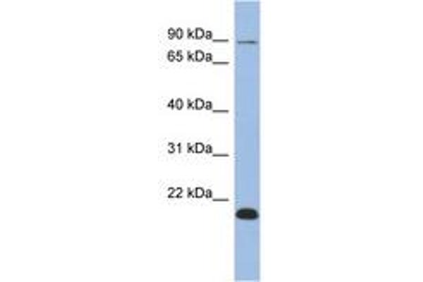 TCEB3B antibody  (AA 287-336)