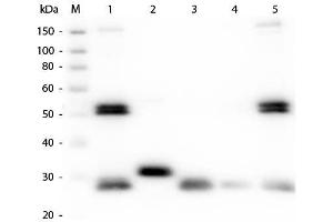 Western Blotting (WB) image for Goat anti-Rat IgG (Heavy & Light Chain) antibody (Alkaline Phosphatase (AP)) - Preadsorbed (ABIN102137)